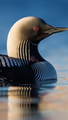 природа животные птицы nature animals birds