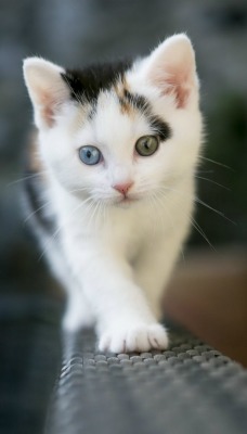 котенок глаза