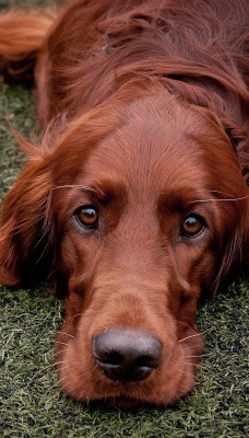 природа животные собака nature animals dog