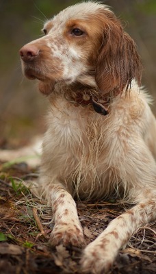 природа животные собака nature animals dog