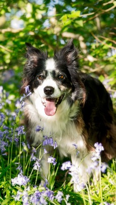 природа животные собака цветы трава nature animals dog flowers grass