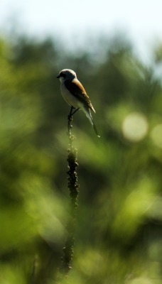 птичка ветка зелень bird branch greens