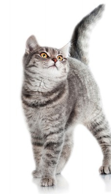 кот дымчатый cat smoky