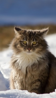 природа животные кот снег