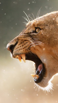 львица рык клыки пасть the lioness roar fangs mouth