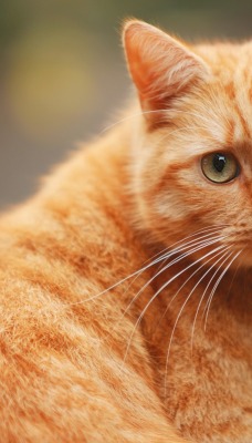 кот рыжий взгляд cat red view