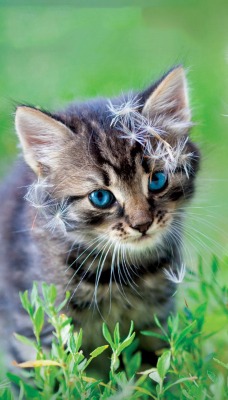 котенок одуванчик трава kitten dandelion grass