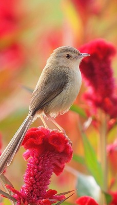птица цветок