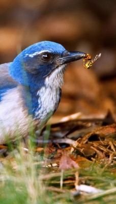 птичка макро bird macro