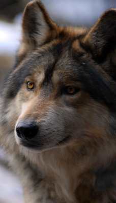 природа животные волк