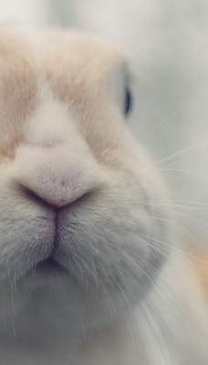 кролик морда rabbit muzzle