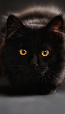 кот черный cat black