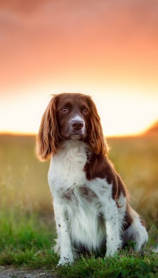 собака закат поле dog sunset field