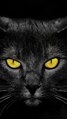 природа животные кот черный морда