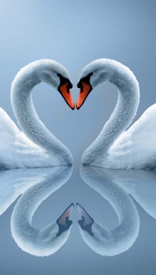 природа животные лебеди любовь