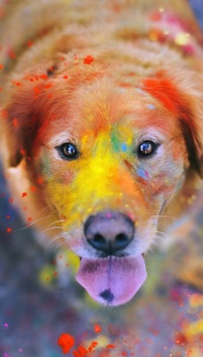 природа животные собака фестиваль красок холи