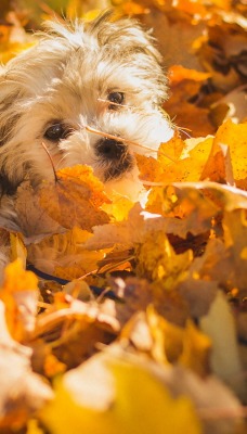 природа животные собака осень листья
