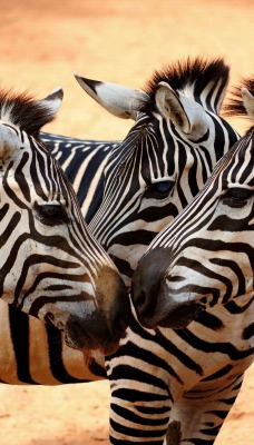 природа животные зебры