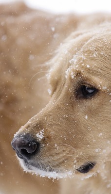 собака снег морда одиночество