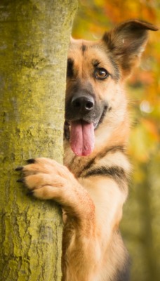 природа животные собака деревья язык