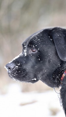 природа животные собака снег зима