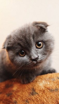 природа животные кот котенок серый