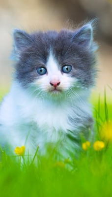 природа животные кот серый котенок трава