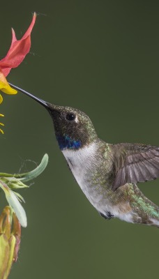 природа животные птицы колибри цветы