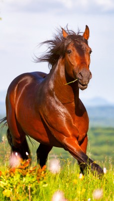 природа животные лошадь конь