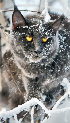 природа животные кот серый зима деревья