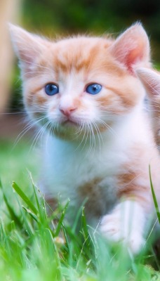 природа животные кот рыжий котенок