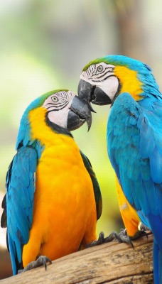 природа животные попугаи птицы