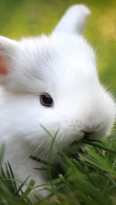 кролик трава белый