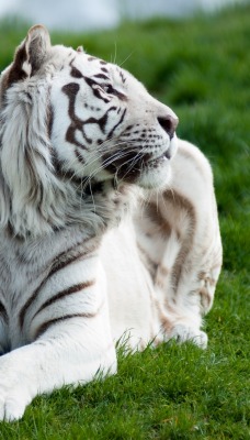 тигр белый трава