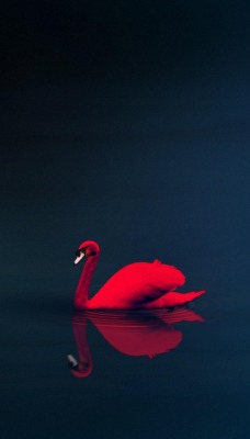 лебедь красный