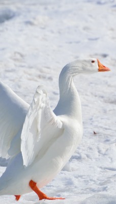Белый гусь снег крылья