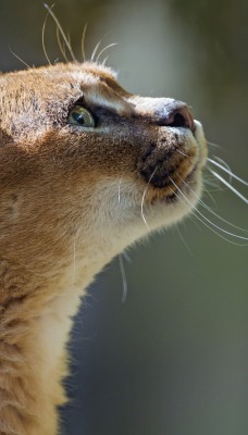 природа животные кот рысь каракал
