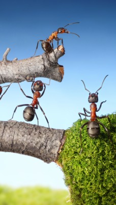 муравьи графика ветка