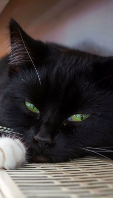 кошка зеленые глаза батаеря