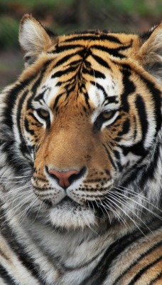 Тигр хищник природа