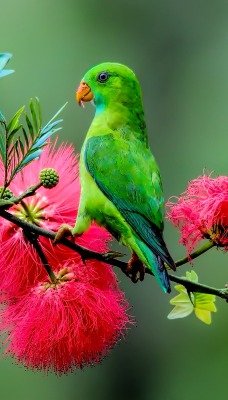 природа животные птицы попугай цветы деревья