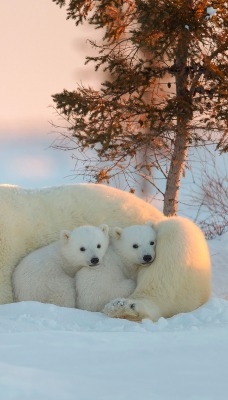медведь белый медвежата снег