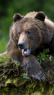 бурый медведь лес трава