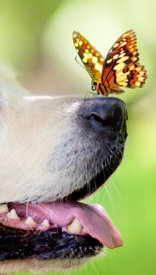 собака мордочка бабочка