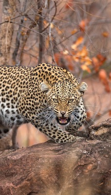 леопард пасть хищник лес