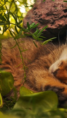 природа животные кот спящий
