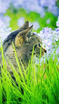 кот цветы трава