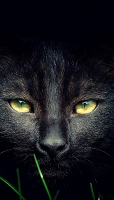 черный кот глаза фон