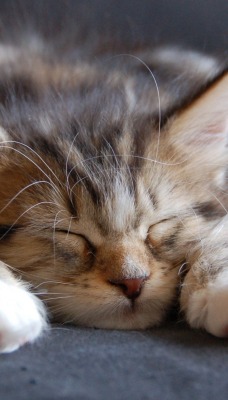 котенок сон плед