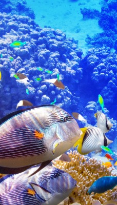 подводный мир рыбы кораллы